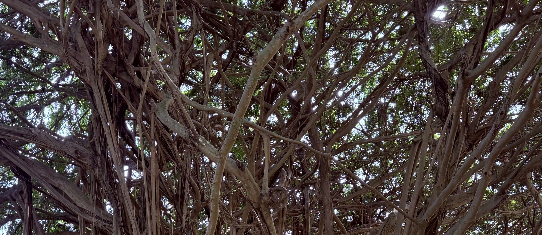 A great banyan tree with spreading branches and aerial roots