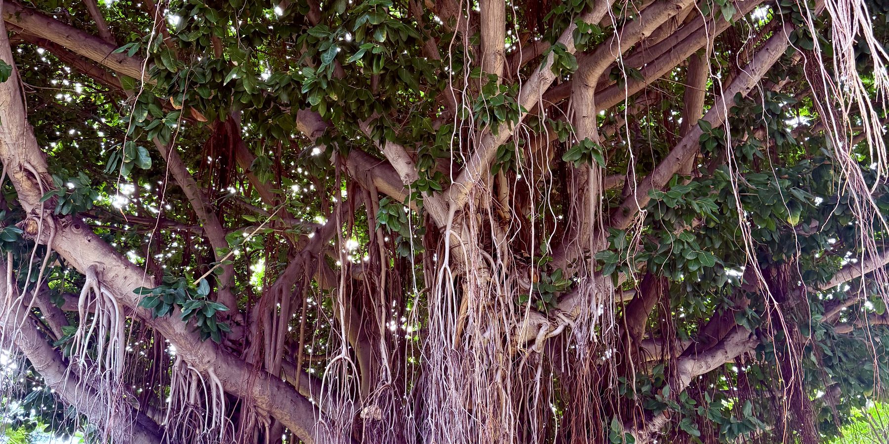 The canopy and aerial roots of a great banyan tree