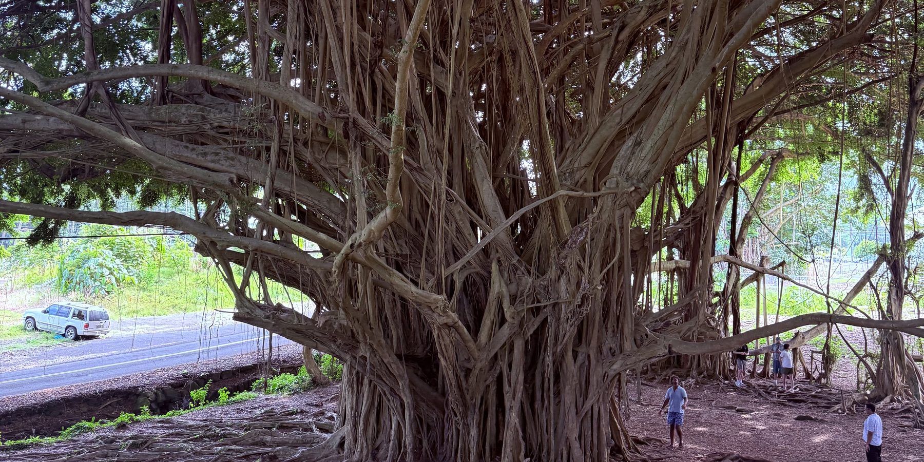A massive banyan tree with people standing beneath its canopy