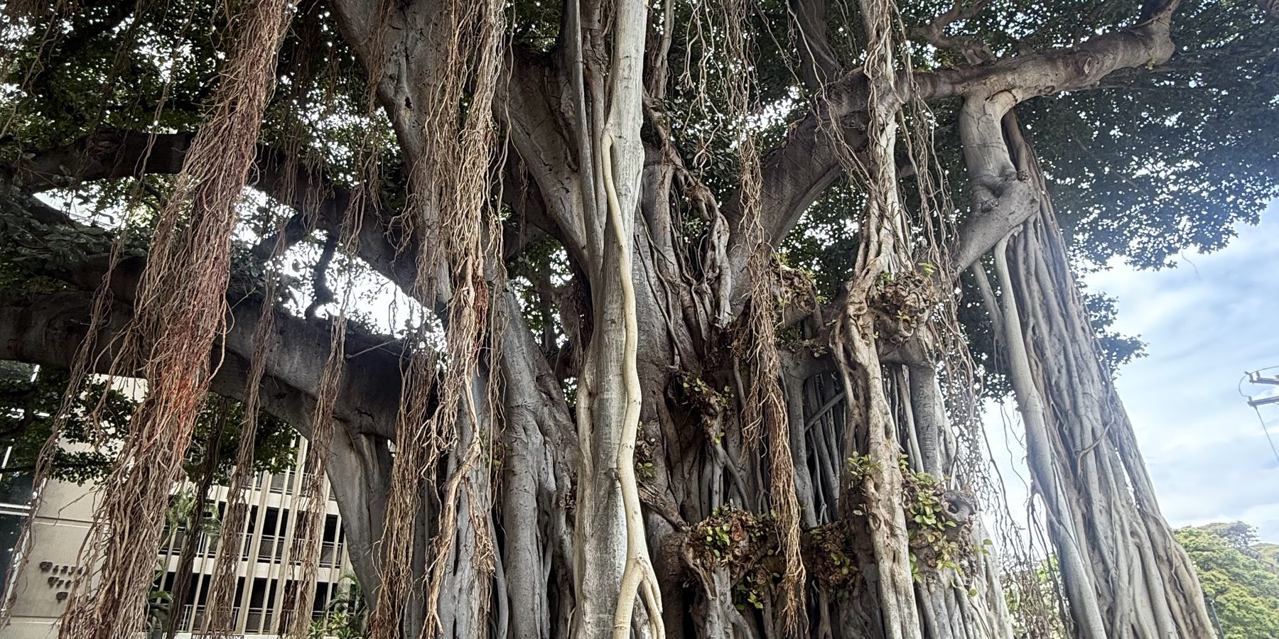 A row of banyan trunks and aerial roots, many parts of one great tree