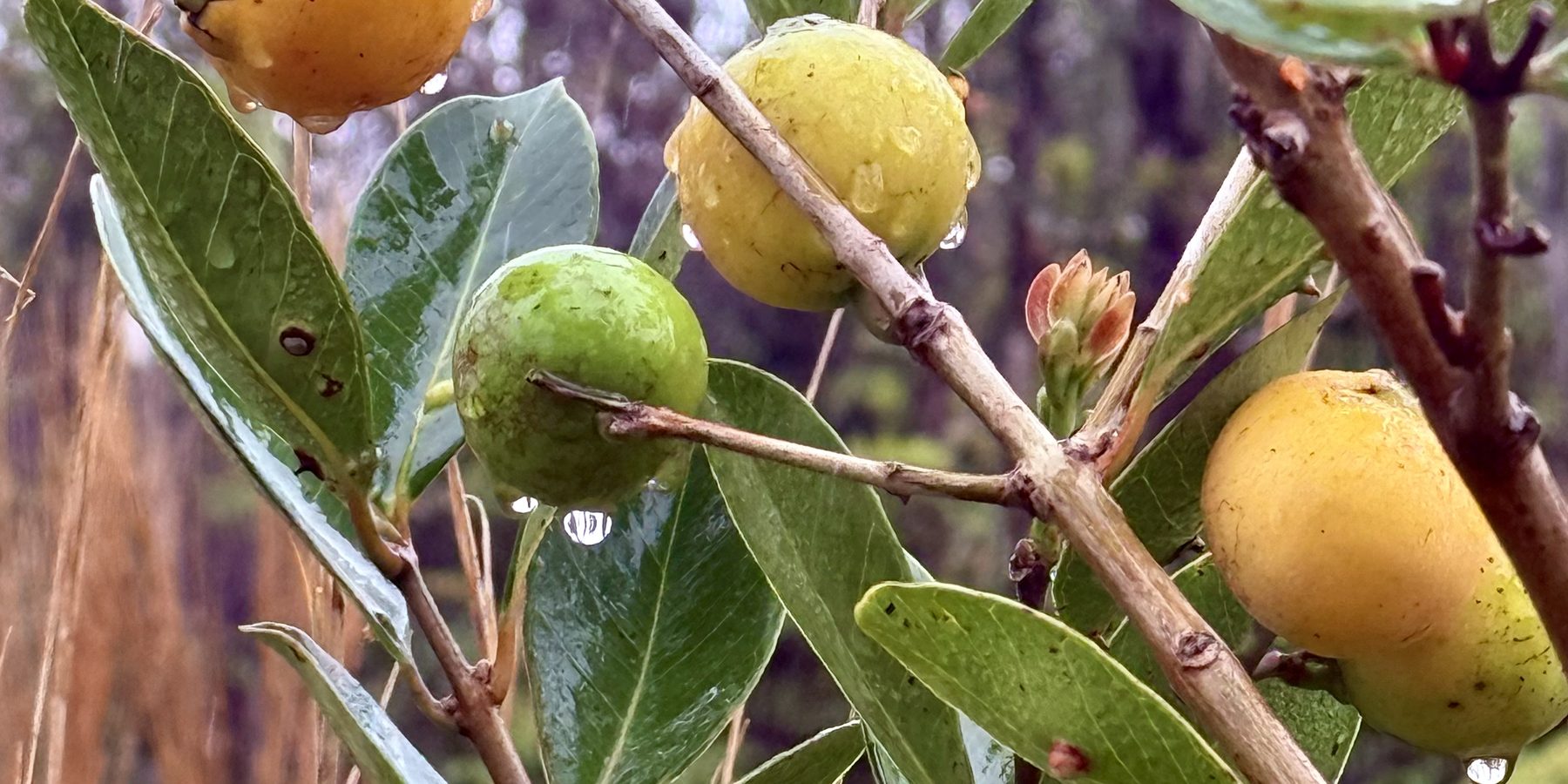 A guava branch with fruit ripening through green, gold, and full