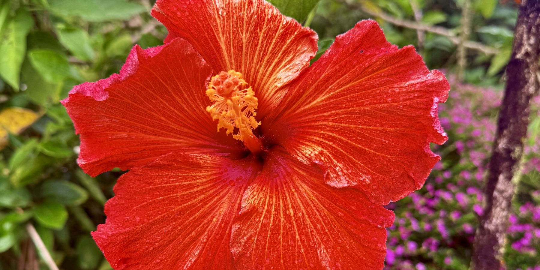A vivid red hibiscus in full bloom against lush greenery