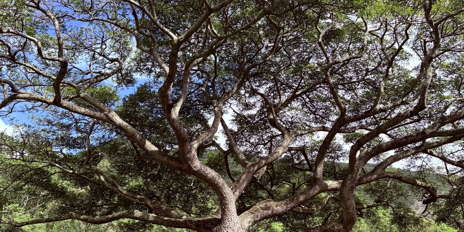 A wide, sprawling monkeypod tree with a graceful canopy