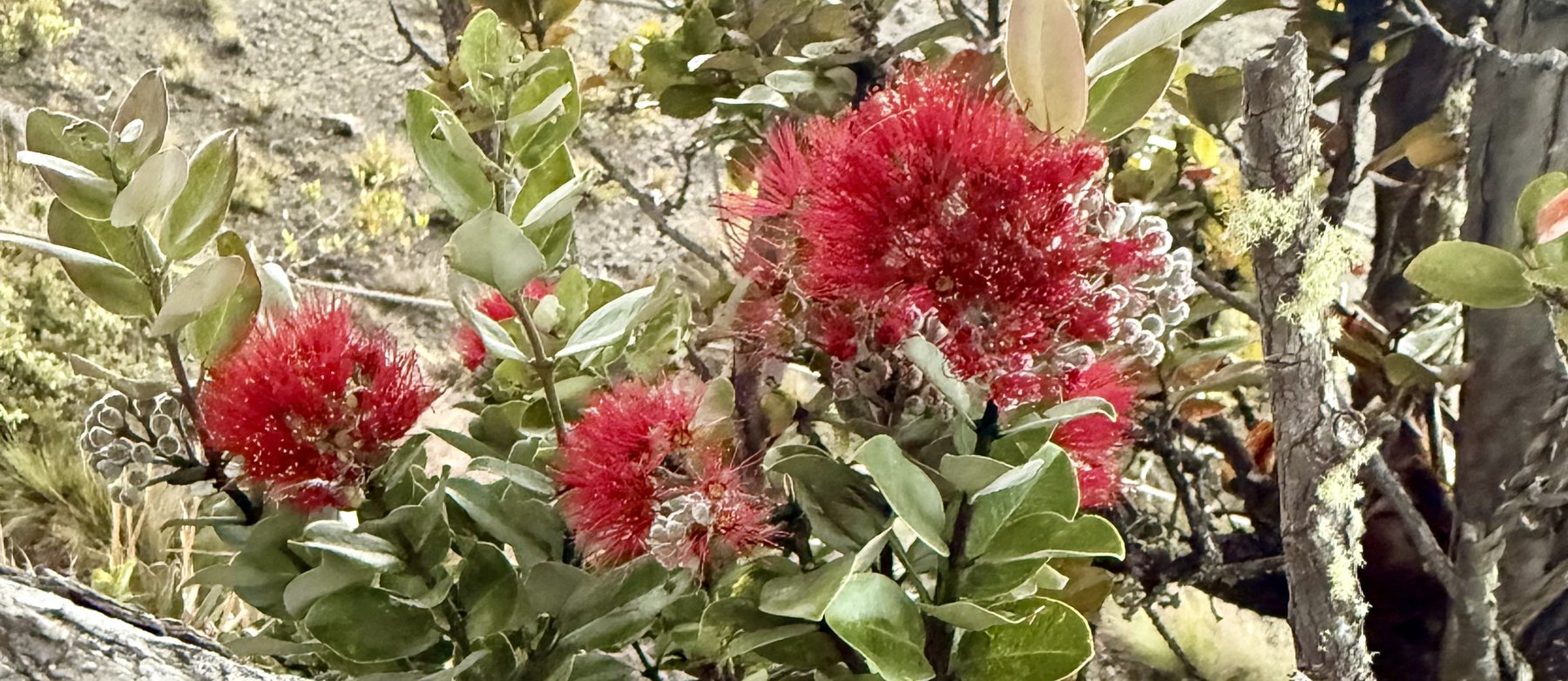 Red ohia lehua blossoms growing on a mossy branch