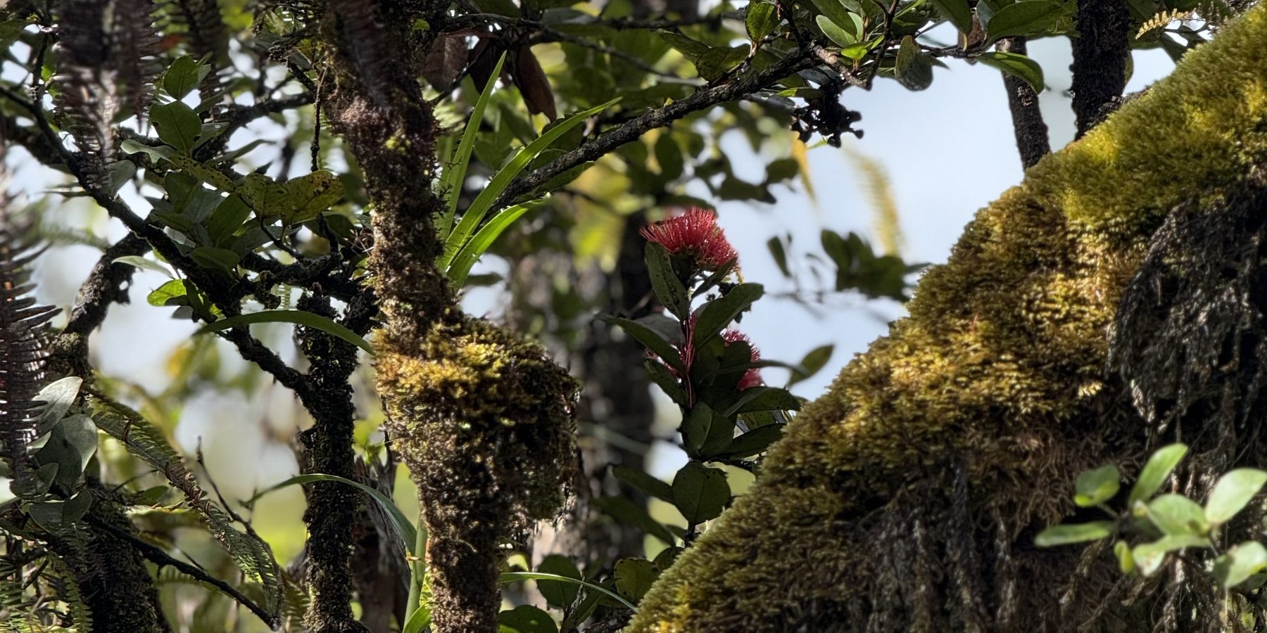 A moss-covered ohia branch with red lehua blossoms